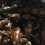 Crayfish